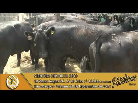 23-11-18 Venta de Vacas Angus P.C., MAS y Grales. C/ Cría - Vientres Rústicos 2018 - Tres Arroyos