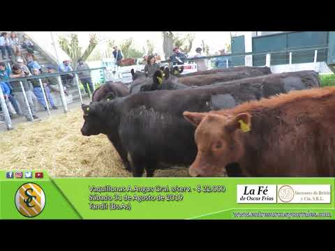 31-08-19 - Venta de Vaquillonas - A. Angus Generales - Cabaña La Fé - Tandil