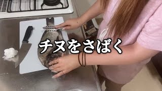 チヌを初めてさばいていく【みさきちゃんネル/切り抜き】