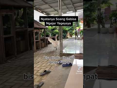 , title : 'Soang itu gabisa ngejar yaa'