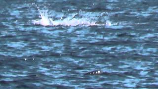 preview picture of video 'yellowfin tuna feeding frenzy in Venice, Louisiana'