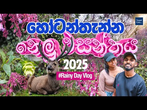 Nelu Flowers Bloom in Horton Plains After 12 Years 🪻🌿| Rainy Day Adventure to Thotupola Kanda | නෙලු