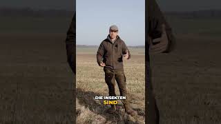 Küken:  Insekten finden leicht gemacht! #shorts