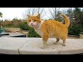 The Hungry Orange Cat Meows For Food