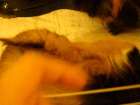 Marek, Mikrus, George