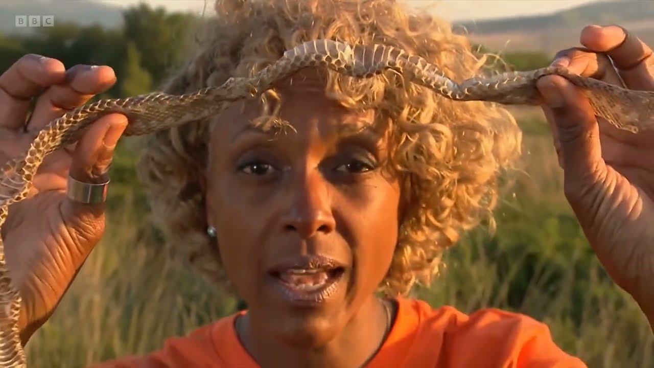 Adders on Springwatch (2023)