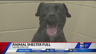 Hamilton Co. Humane Society animal shelter over capacity; ’It’s such a hard situation’