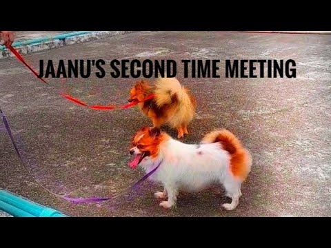 Dog Meeting || jaanu's second time meeting|| Her new boyfriend 🤭🙂