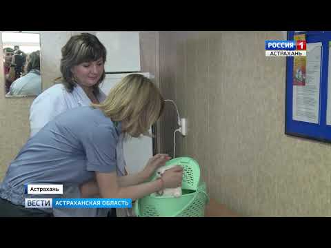 В Астраханской области специалисты Управления Россельхознадзора рассказали гостям и жителям города о порядке авиаперевозки животных