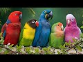 World S Most Amazing Parrots Relaxing Bird Sounds For Deep Stress Relief Healing Nature Calm