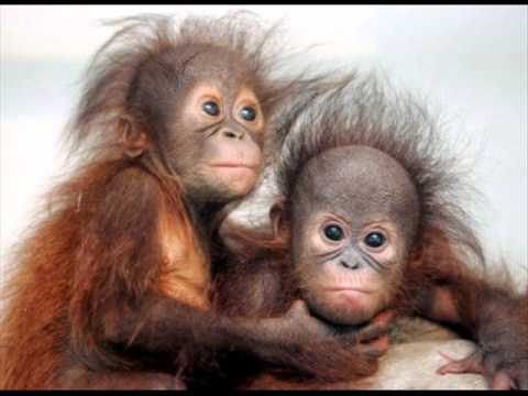 Замунда Банана Бенд - Мамуна