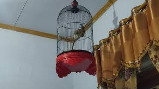 Download lagu Trucuk Muria rahtawu mp3