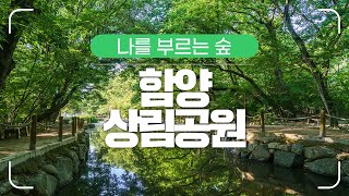 [#나를 부르는 숲] 청량하고 눈부신 상림의 여름을 만나다. (Feat. 함양 상림)