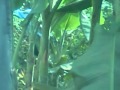 Video Mesum di Kebun Pisang - YouTube