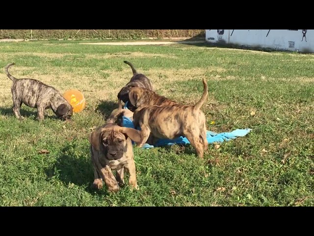 Perro de Presa Canario cachorro en venta