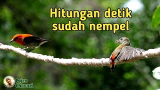 Download lagu Cara Mudah Mikat Burung Kemade mp3