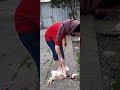 Woman Slaughter Chickens VIDEO 2