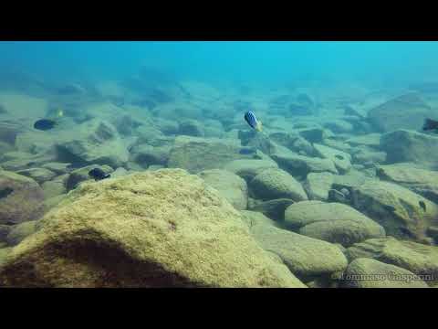 Maylandia pyrsonotos a Nakantenga Island