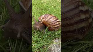 Download lagu BEKICOT #siput #bekicot #hutan #storywa #nakcepat mp3