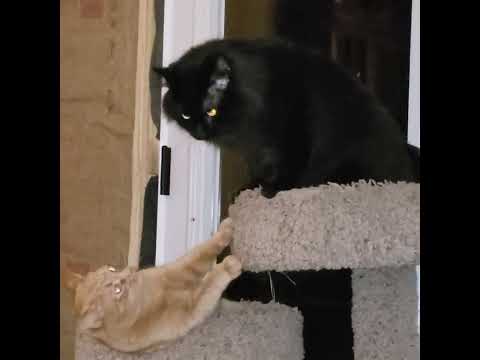 Cori and CJ playing on cat tree