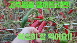 후물고추! 역시 고추잎을 떨어뜨려야 잘 익는게 증명되었습니다. 고추농사 잘 짓는법!
