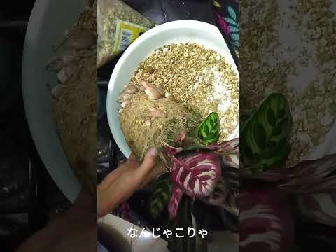 園芸 孔雀の植物、カラテア