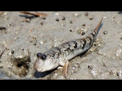 Hunting Tambasakan O (mudskiper) Catch and Cook 😁