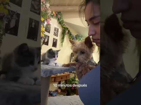 ¡Adorables Perros Conocen a Su Nuevo Hermanito Gatito por Primera Vez! 🐶❤️🐱