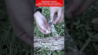Download lagu PENAKLUKAN PUSAKA PAKU KUNTILANAK #viral #pusaka #mustika #misteri #hiburan #halu #parodi mp3 Download lagu PENAKLUKAN PUSAKA PAKU KUNTILANAK #viral #pusaka #mustika #misteri #hiburan #halu #parodi mp3