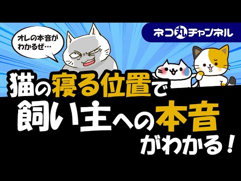 猫はどこで寝るべきですか?