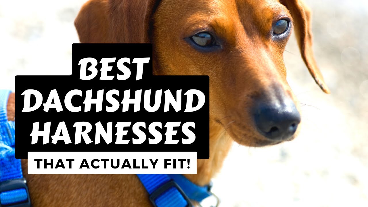 Watch video Best Harnesses for Dachshunds - Dachshund Harnesses that actually fit! Now Best Harnesses for Dachshunds - Dachshund Harnesses that actually fit!