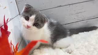 スコティッシュフォールドの動画01