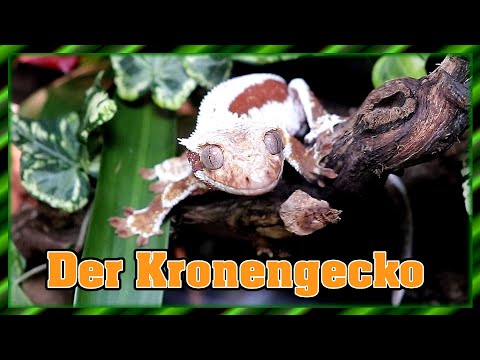 Crowned Gecko | Care for Beginners - Correlophus ciliatus