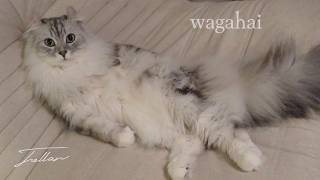 Tellar / wagahai  (Official Lyric Video)