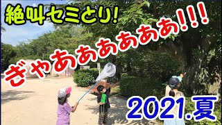 【セミとり】#13 ぎゃあぁぁぁ！こわい～～～！