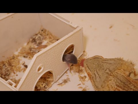 Lizards terrorize a nest of baby hamsters - Part 2 (live feeding)