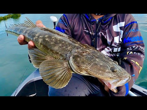 Flathead Fishing with soft plastics