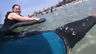 Halfsharkalligatorhalfman by Dr. Octagon