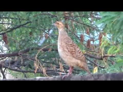 download lagu mp3 mp4 Teetar Bird Ringtone Mp3 Download, download lagu Teetar Bird Ringtone Mp3 Download gratis, unduh video klip Teetar Bird Ringtone Mp3 Download