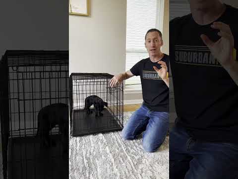 The WRONG Size Crate is Cruel #shorts #dogtraining