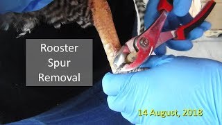 Rooster Spur Removal
