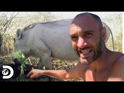 Ed monta armadilhas para caçar um javali na Namíbia | Ed Stafford: O Sobrevivente | Discovery Brasil