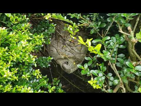 Bald-Faced Hornets Hiding in Bushes in Freehold, NJ