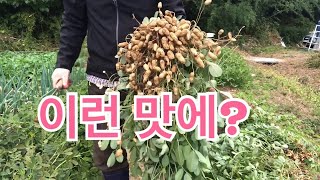 땅콩 수확시기와 효능 그리고 다수확 방법 삶는방법