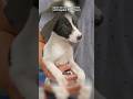 Save This Poor Little Guy Animals Rescue Dog