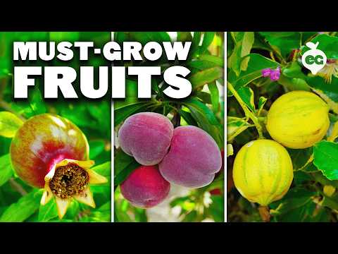 How to Prune a Loquat Tree Fall 2018 Garden Plans 