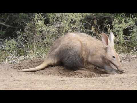 Aardvark digging for ants in the daytime