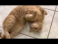 Orange Tabby Cat Showing Belly And His Meows Are Squeaky