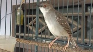 Download lagu ciblek semi gacor, PANCINGAN pasti bunyi sekali putar mp3