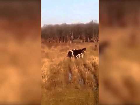 Se taie padurea la Scrioastea sat Cucuieti Teleorman